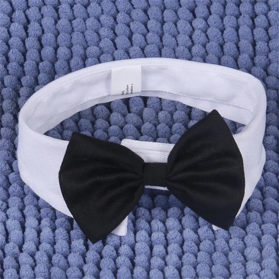 Cat Tuxedo Collar with Bow Tie Illawarra Cat Rescue Support