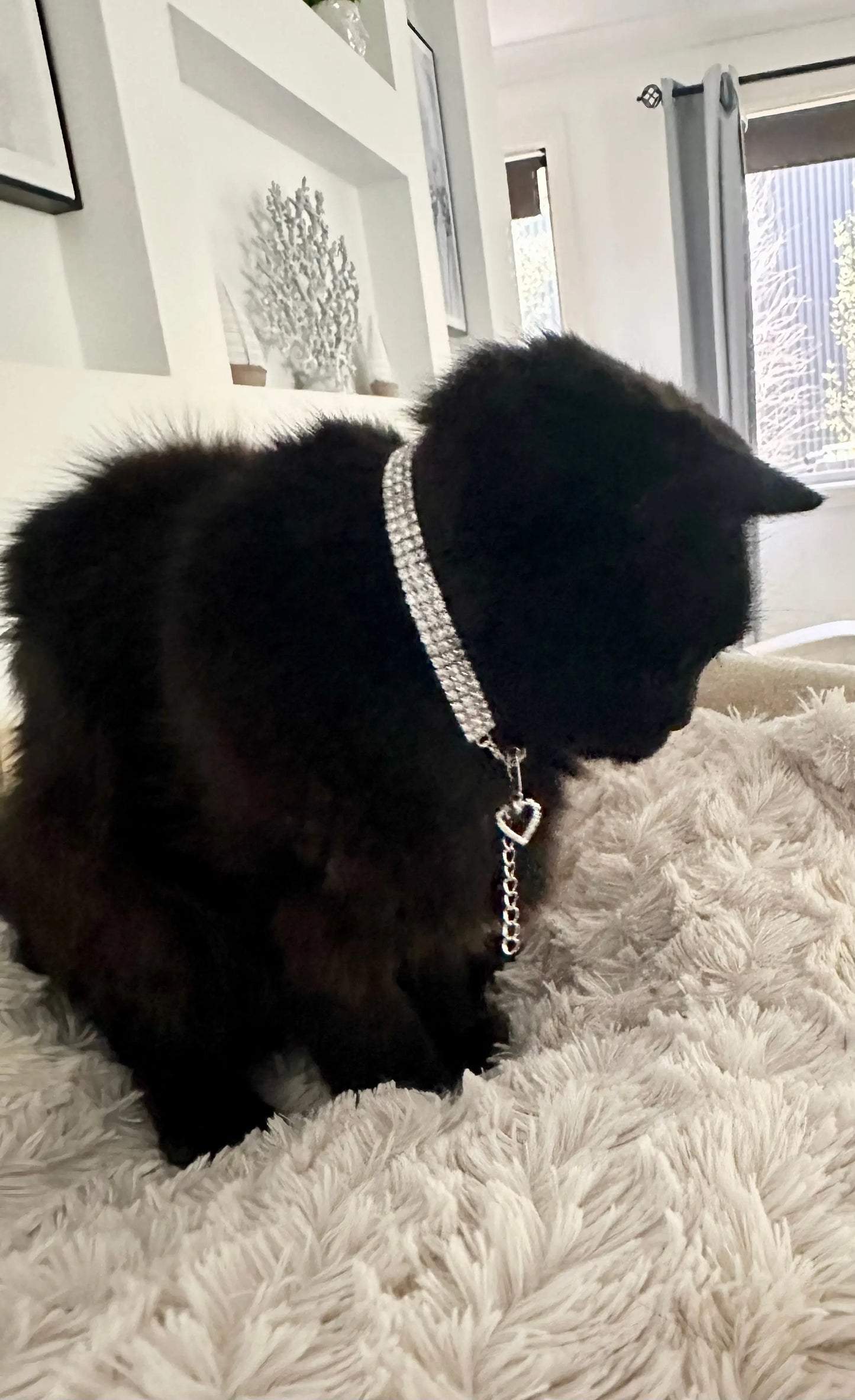 Collar for Cats - Bling Illawarra Cat Rescue Support