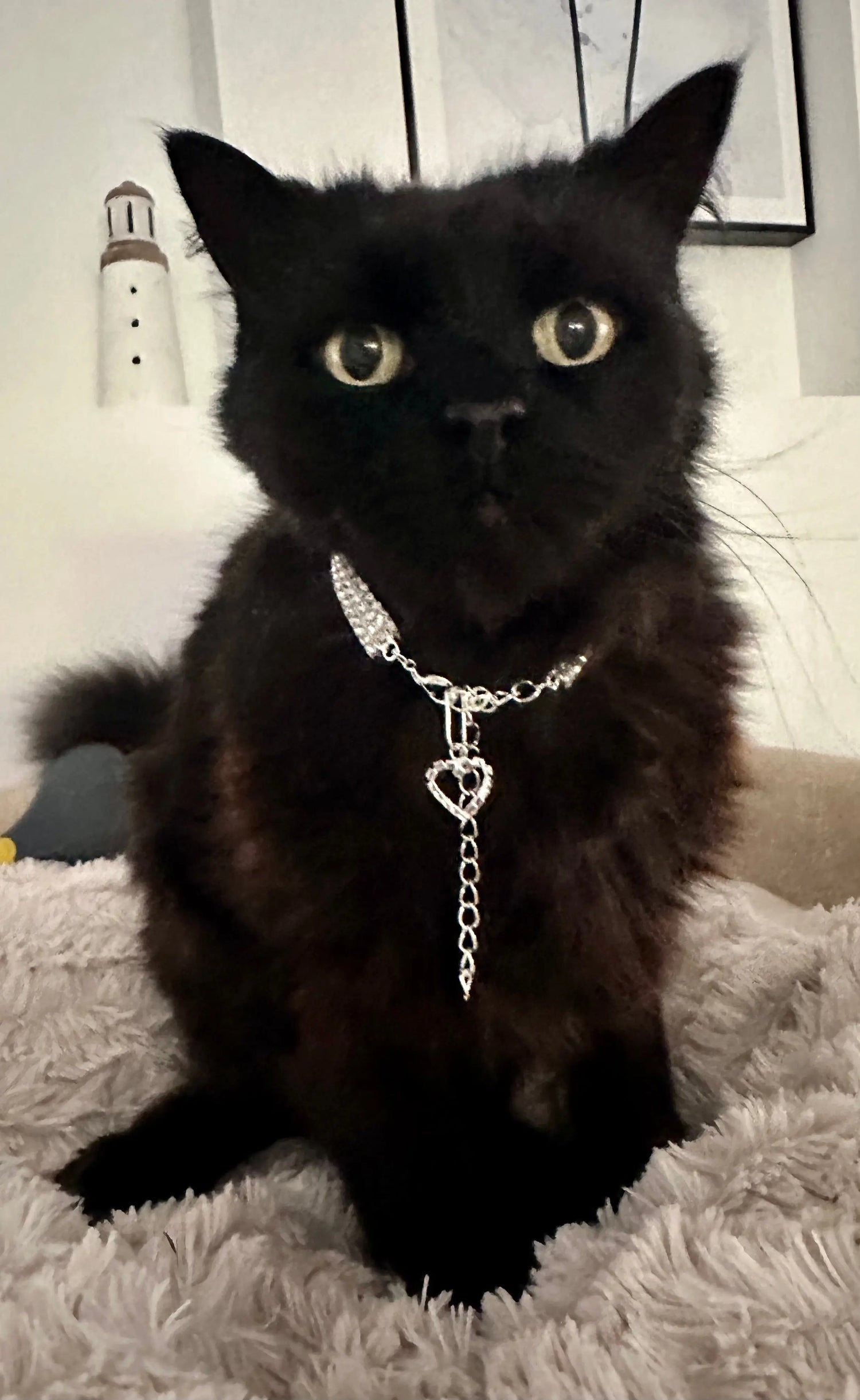 Collar for Cats - Bling Illawarra Cat Rescue Support