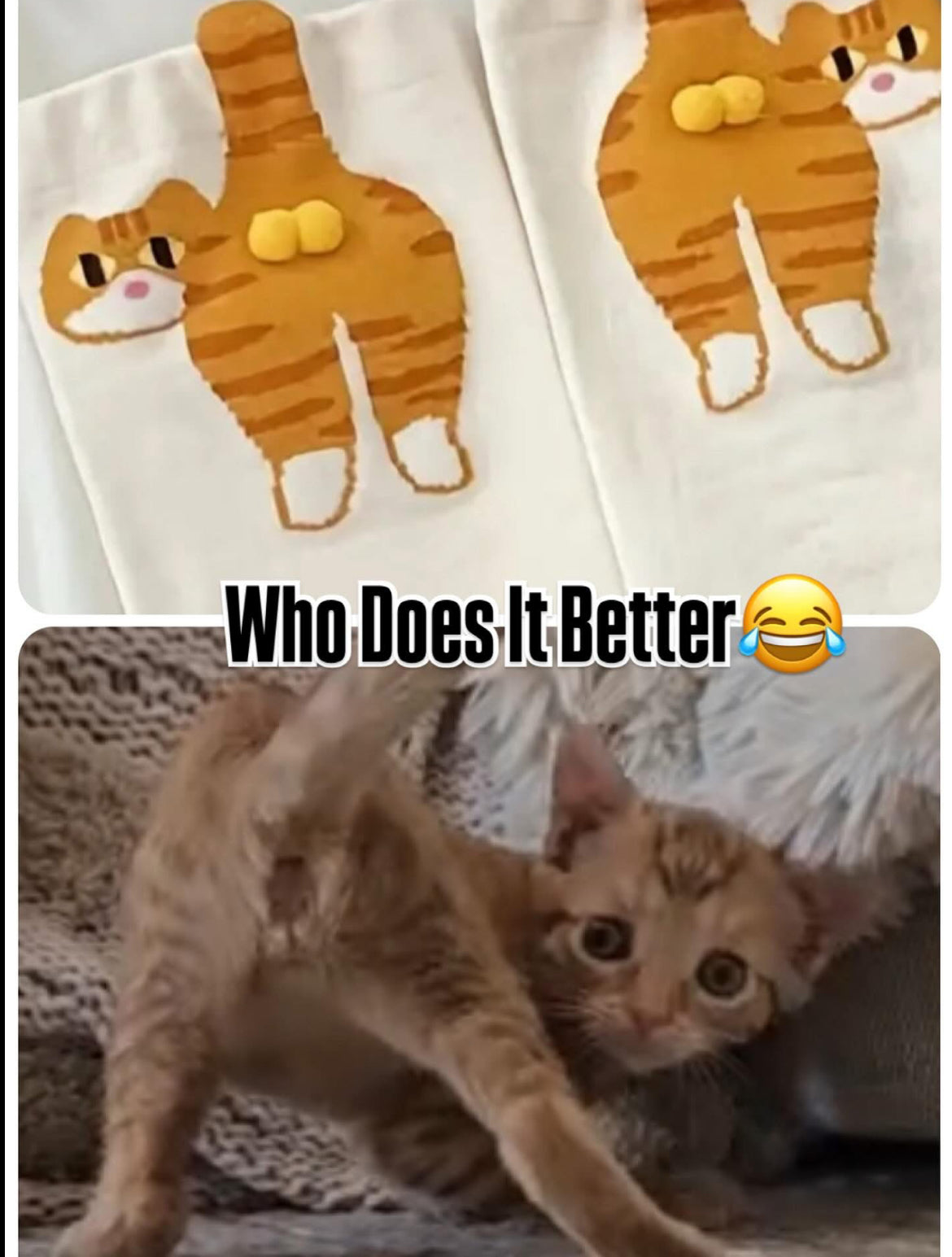 Brian’s Funny Cat Socks