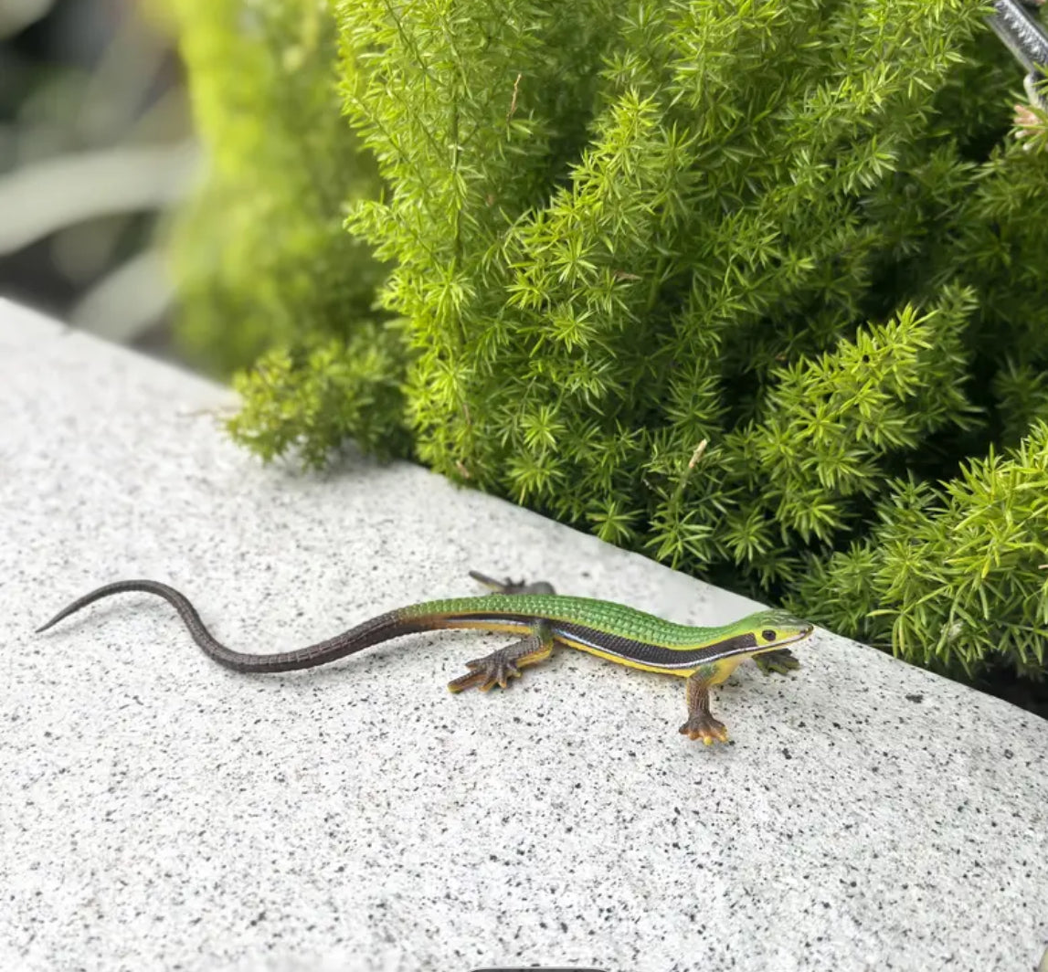 Cat Toy Lizzards