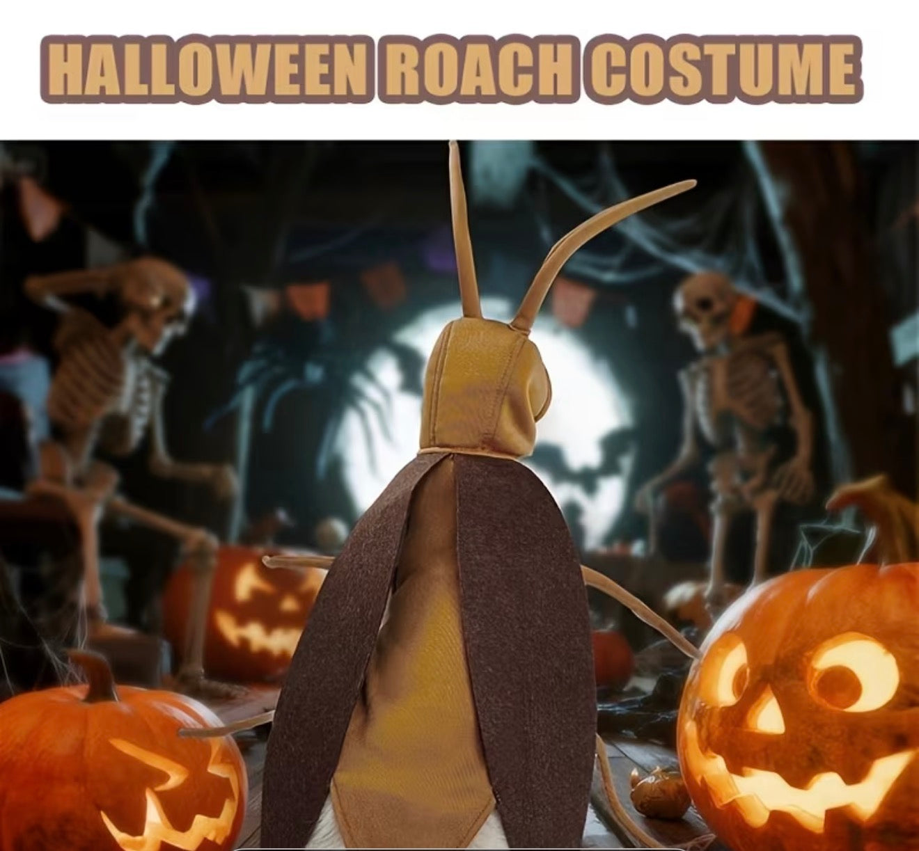 Cockroach Costume for Cats