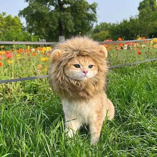 Funny Lion Mane Illawarra Cat Rescue Support Shop