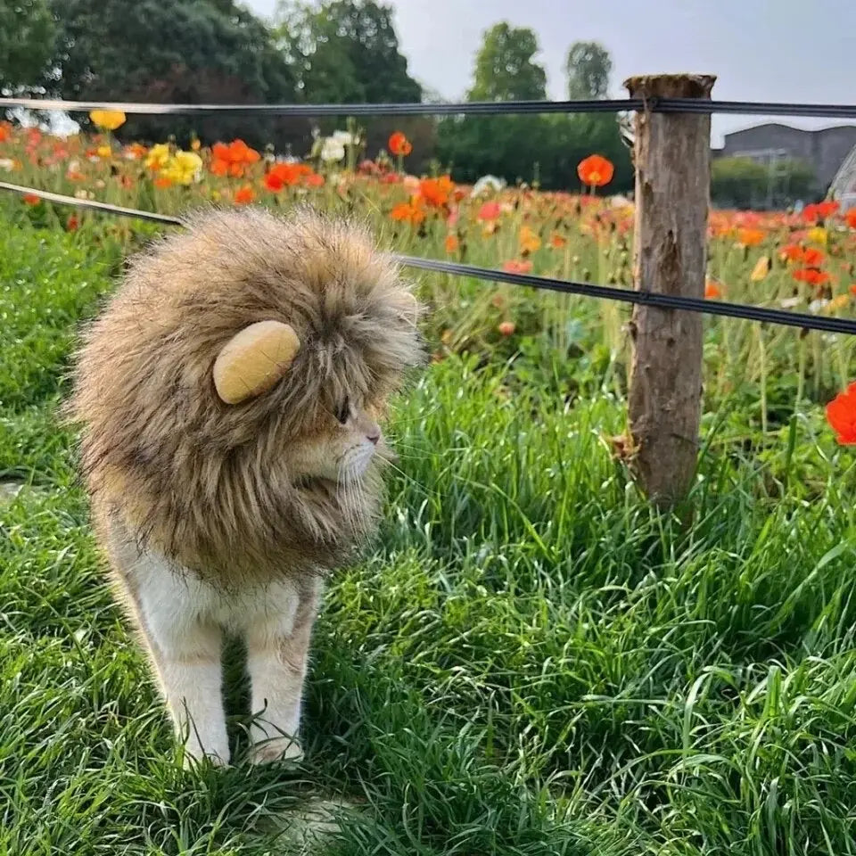 Funny Lion Mane Illawarra Cat Rescue Support Shop