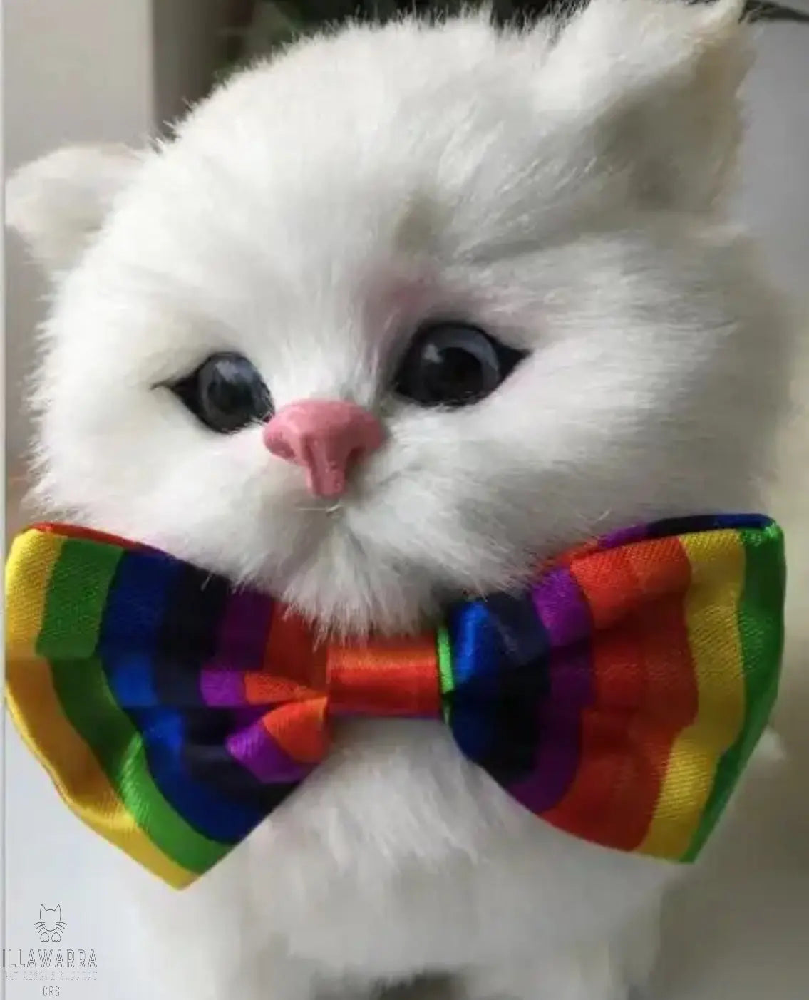 Rainbow Bow Tie Illawarra Cat Rescue Support Shop